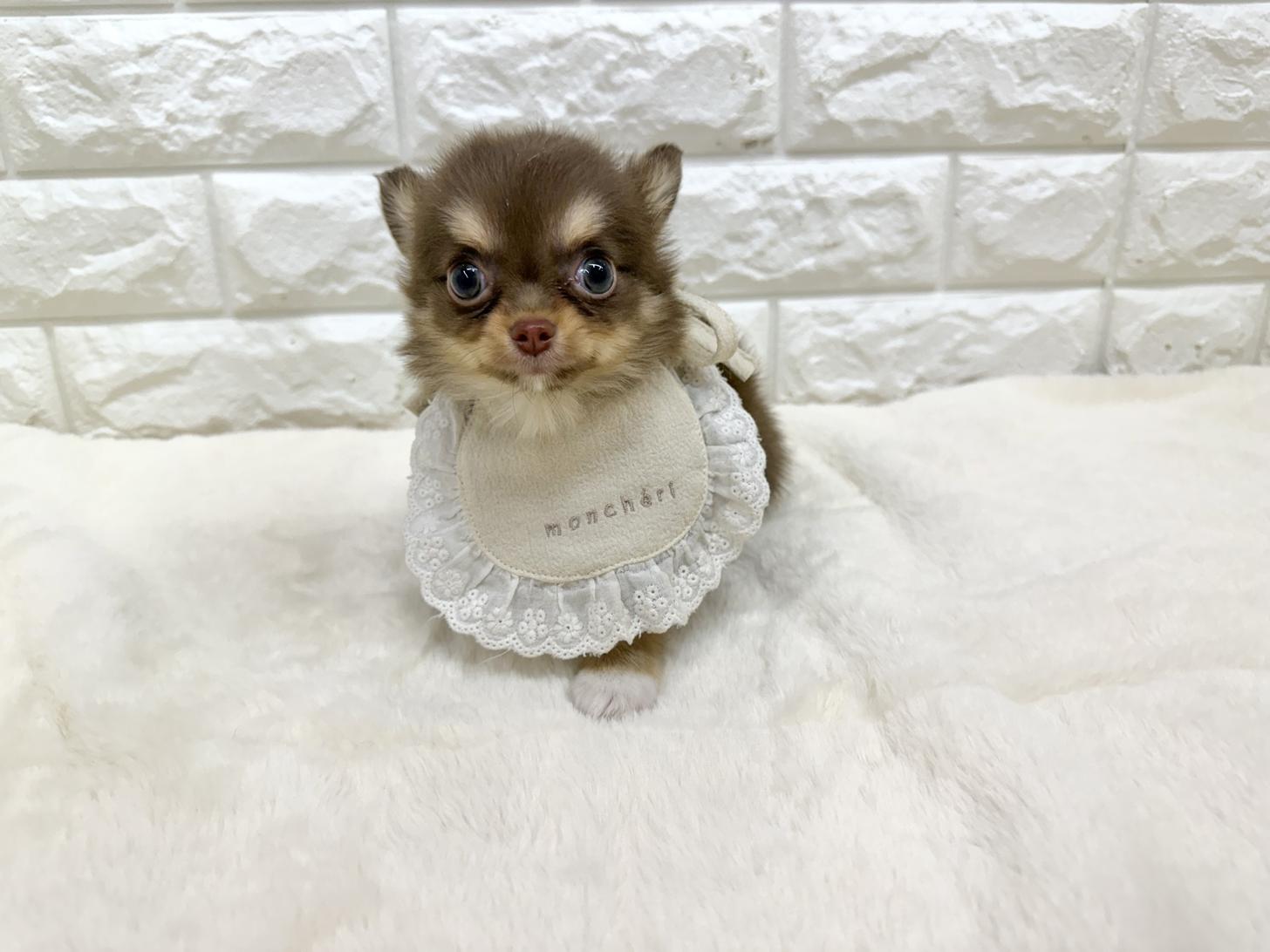 神奈川県のチワワ(ロング) (ペッツコンシェル鶴見元宮店/2026年2月19日生まれ/男の子/チョコレートタンホワイト)の子犬の2枚目の画像