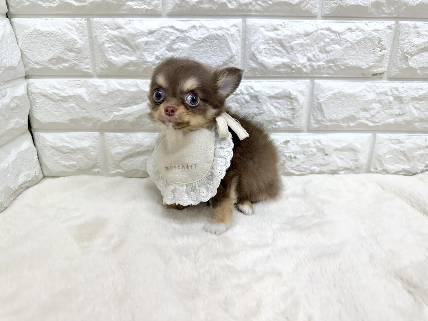 神奈川県のチワワ(ロング) (ペッツコンシェル鶴見元宮店/2026年2月19日生まれ/男の子/チョコレートタンホワイト)の子犬の3枚目の画像