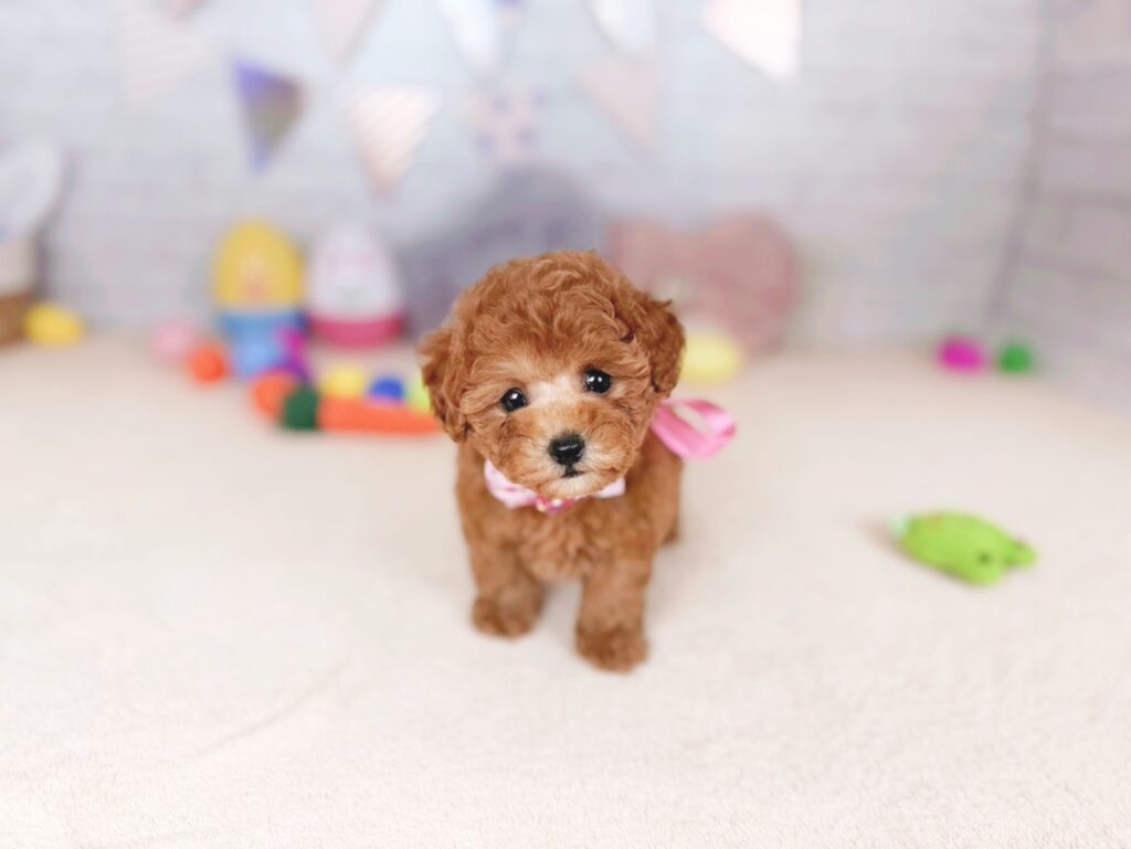 北海道のトイプードル(トイ) (ペットショップだんぼ/2026年6月11日生まれ/女の子/レッド)の子犬の1枚目の画像