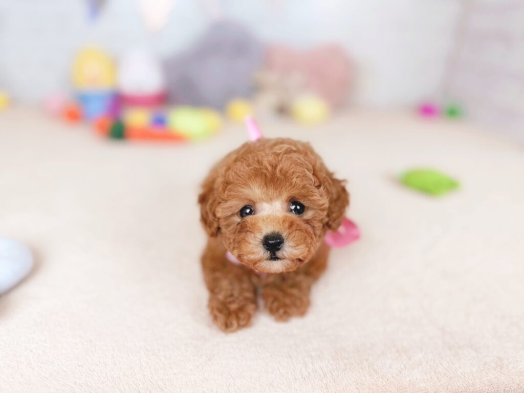 北海道のトイプードル(トイ) (ペットショップだんぼ/2026年6月11日生まれ/女の子/レッド)の子犬の2枚目の画像