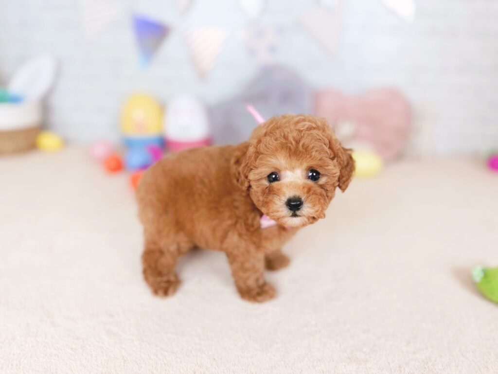 北海道のトイプードル(トイ) (ペットショップだんぼ/2026年6月11日生まれ/女の子/レッド)の子犬の3枚目の画像