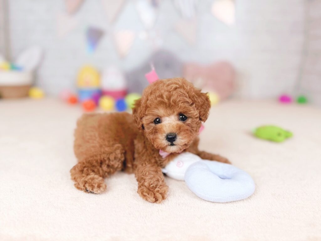 北海道のトイプードル(トイ) (ペットショップだんぼ/2026年6月11日生まれ/女の子/レッド)の子犬の4枚目の画像