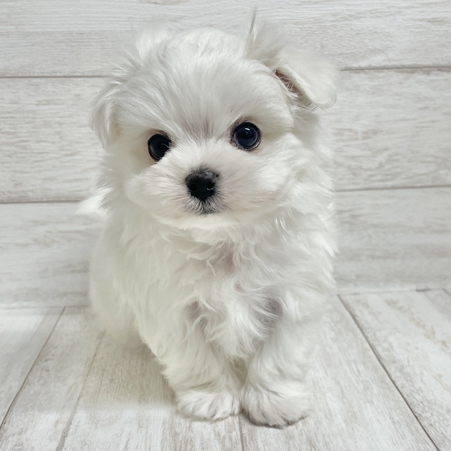 千葉県のマルチーズ (ペピカファミリー松戸店/2025年9月29日生まれ/男の子/ホワイト)の子犬