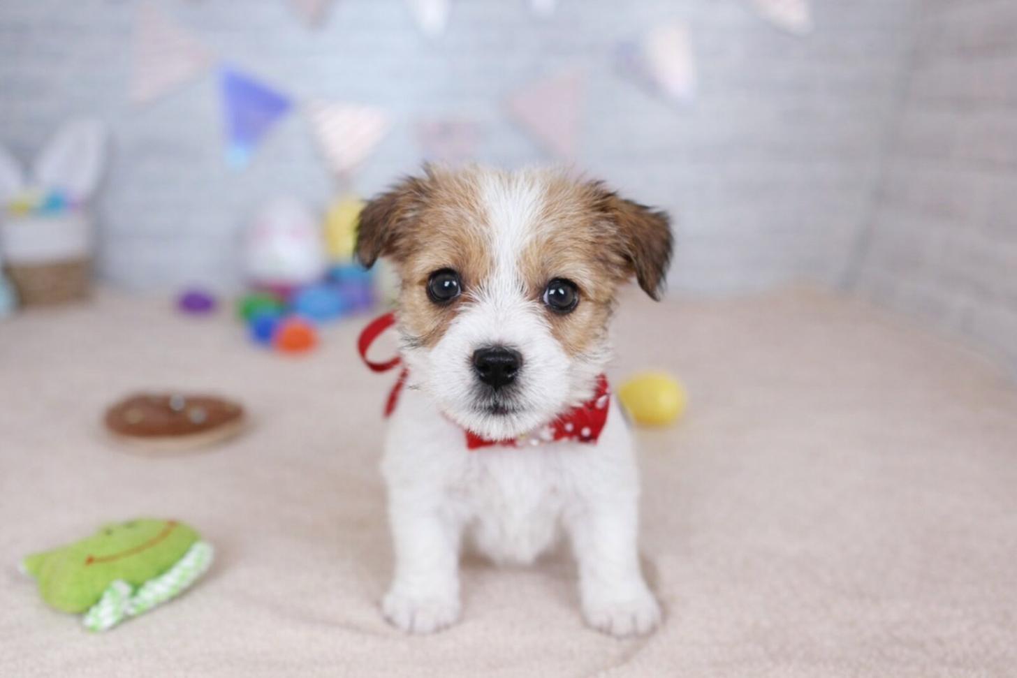 北海道のジャックラッセルテリア (ペットショップだんぼ/2026年1月9日生まれ/女の子/ホワイトタン)の子犬