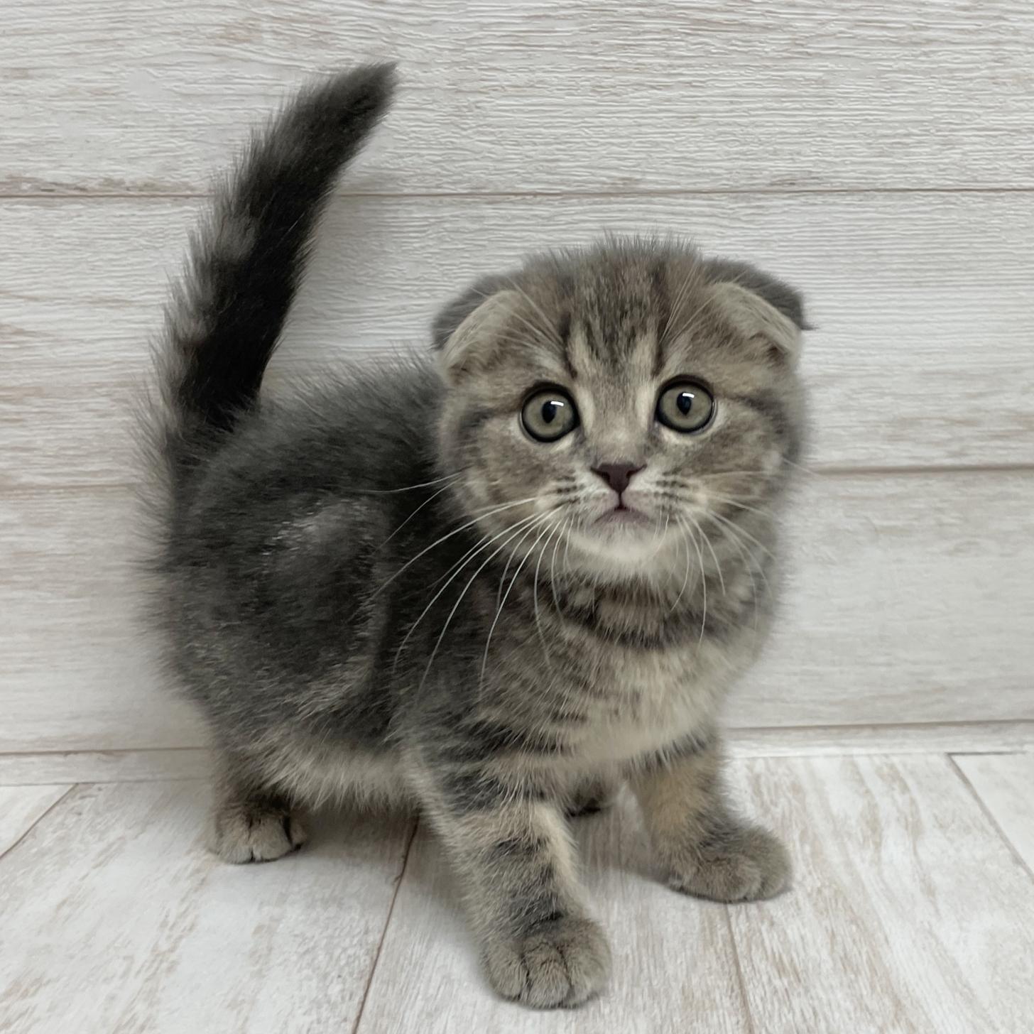 東京都のスコティッシュフォールド (ペピカファミリー水元店/2025年10月9日生まれ/女の子/ブルーパッチドタビー)の子猫の1枚目の画像