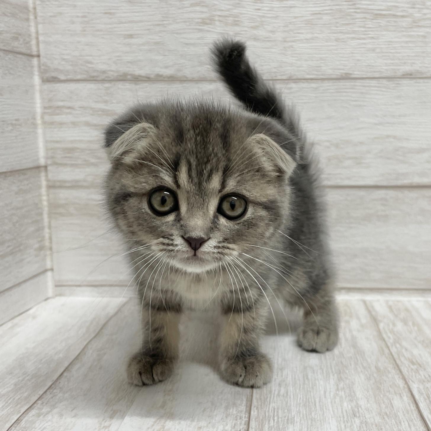 東京都のスコティッシュフォールド (ペピカファミリー水元店/2025年10月9日生まれ/女の子/ブルーパッチドタビー)の子猫の2枚目の画像
