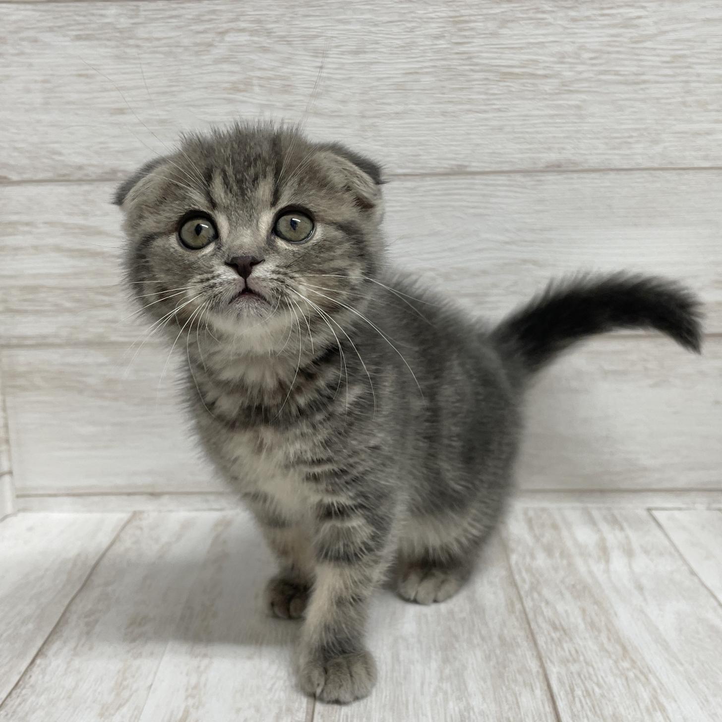 東京都のスコティッシュフォールド (ペピカファミリー水元店/2025年10月9日生まれ/女の子/ブルーパッチドタビー)の子猫の3枚目の画像