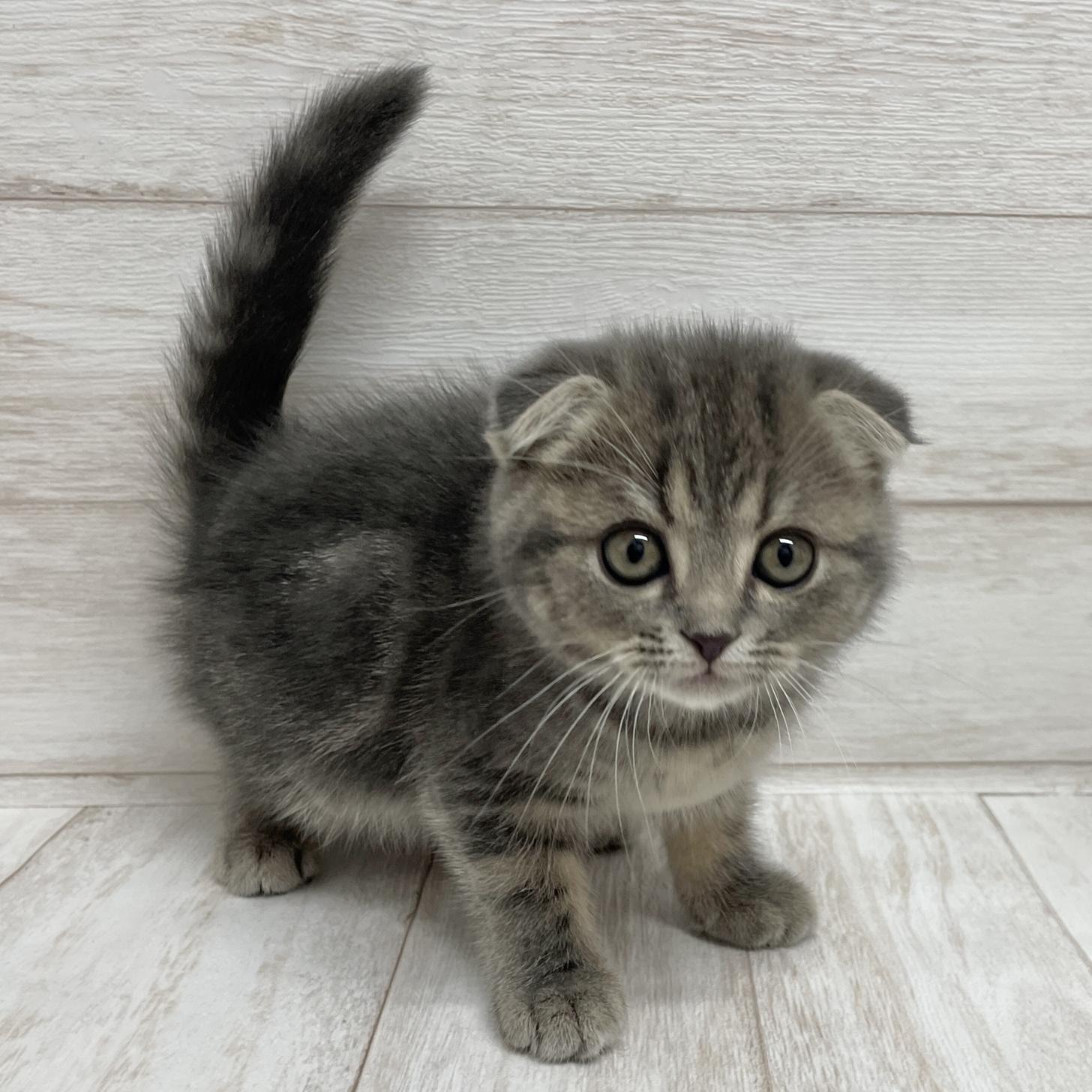 東京都のスコティッシュフォールド (ペピカファミリー水元店/2025年10月9日生まれ/女の子/ブルーパッチドタビー)の子猫の4枚目の画像