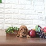 滋賀県のトイプードル(トイ) (いっぷく湖南店/2025年5月22日生まれ/男の子/レッドフォーン)の子犬