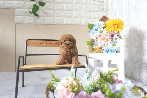 滋賀県のトイプードル(トイ) (いっぷく湖南店/2025年5月22日生まれ/男の子/レッドフォーン)の子犬の1枚目の画像