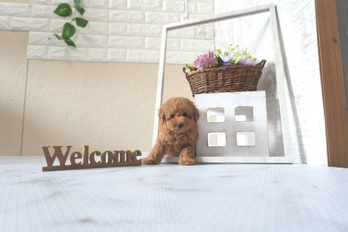 滋賀県のトイプードル(トイ) (いっぷく湖南店/2025年5月22日生まれ/男の子/レッドフォーン)の子犬の2枚目の画像