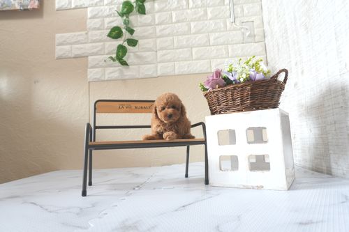 滋賀県のトイプードル(トイ) (いっぷく湖南店/2025年5月22日生まれ/男の子/レッドフォーン)の子犬の3枚目の画像