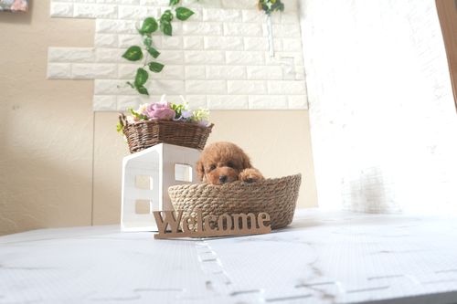 滋賀県のトイプードル(トイ) (いっぷく湖南店/2025年5月22日生まれ/男の子/レッドフォーン)の子犬の4枚目の画像