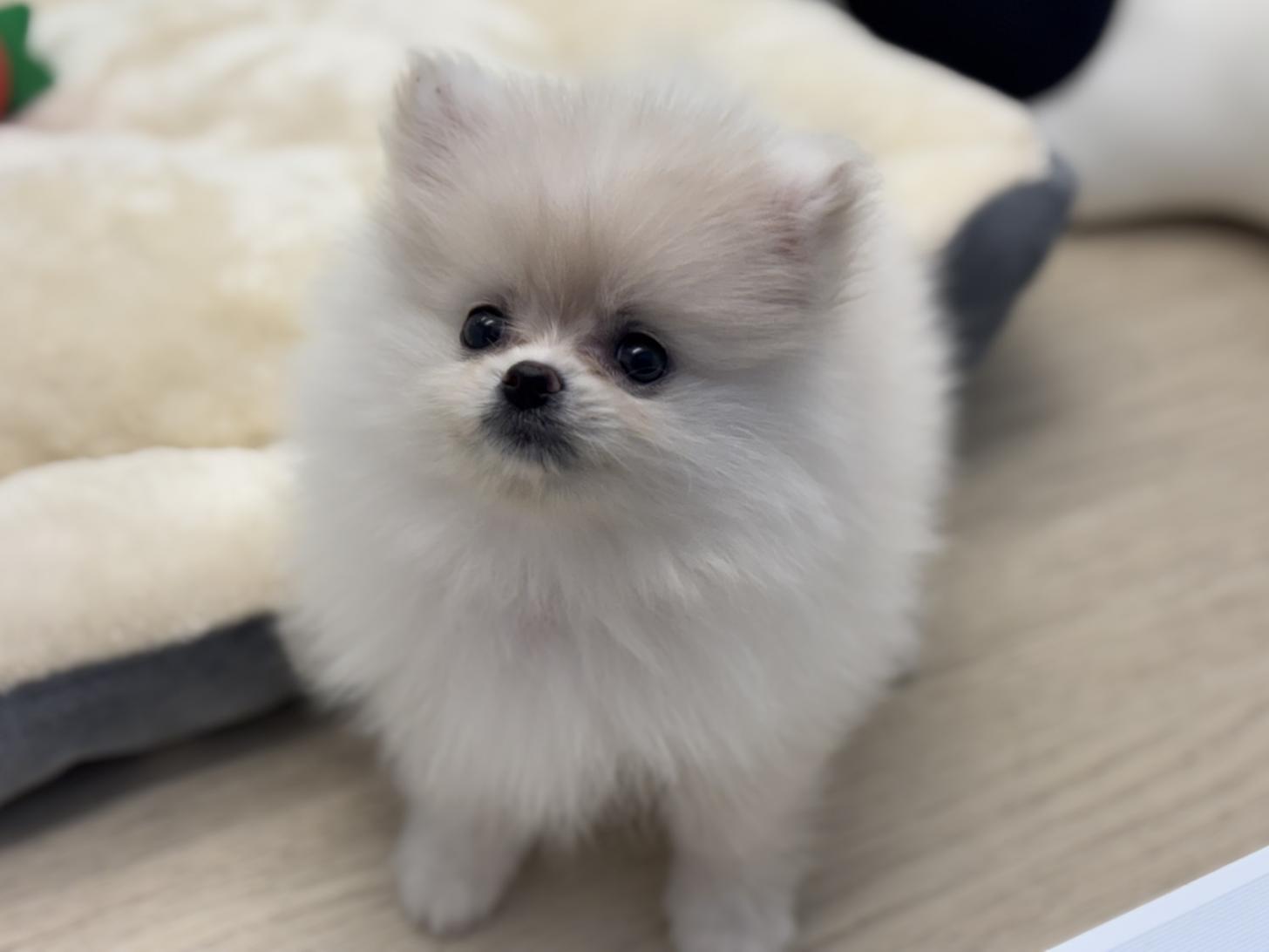 神奈川県のポメラニアン (Doggy Style 小田原店/2025年9月9日生まれ/女の子/クリーム)の子犬の1枚目の画像