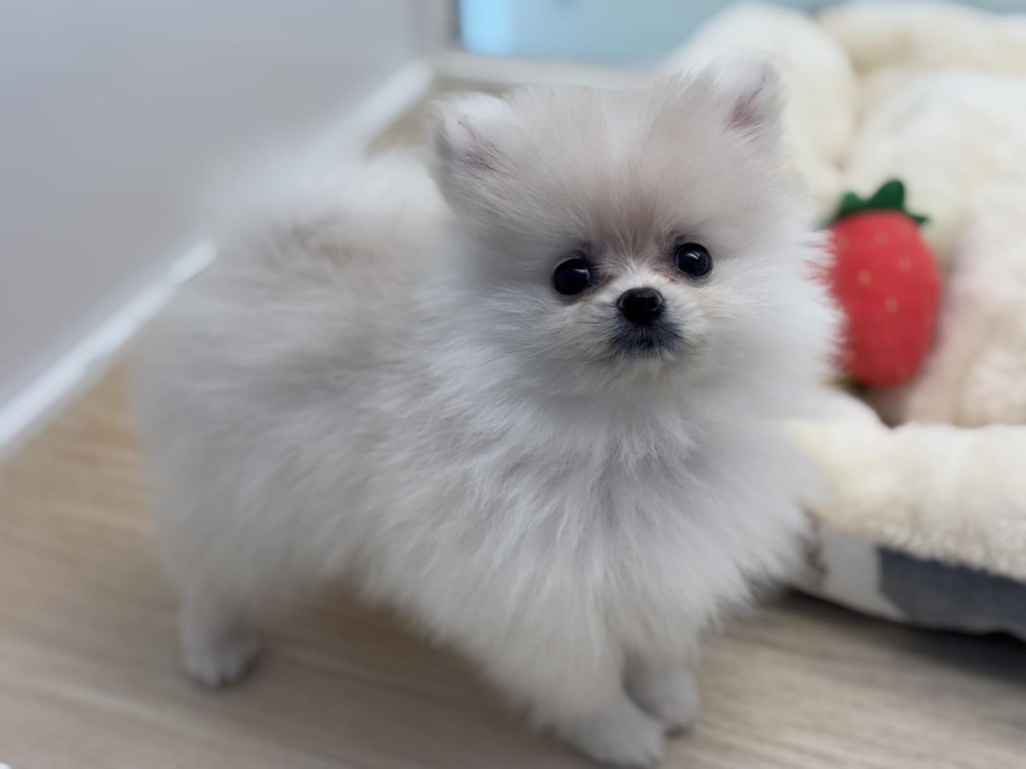 神奈川県のポメラニアン (Doggy Style 小田原店/2025年9月9日生まれ/女の子/クリーム)の子犬の2枚目の画像