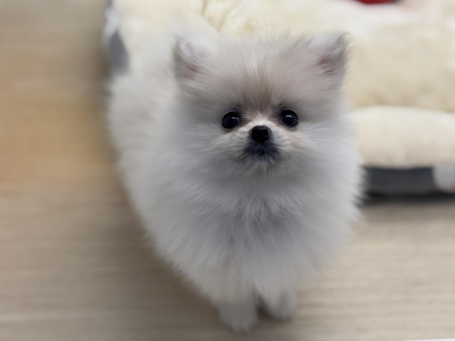 神奈川県のポメラニアン (Doggy Style 小田原店/2025年9月9日生まれ/女の子/クリーム)の子犬の3枚目の画像