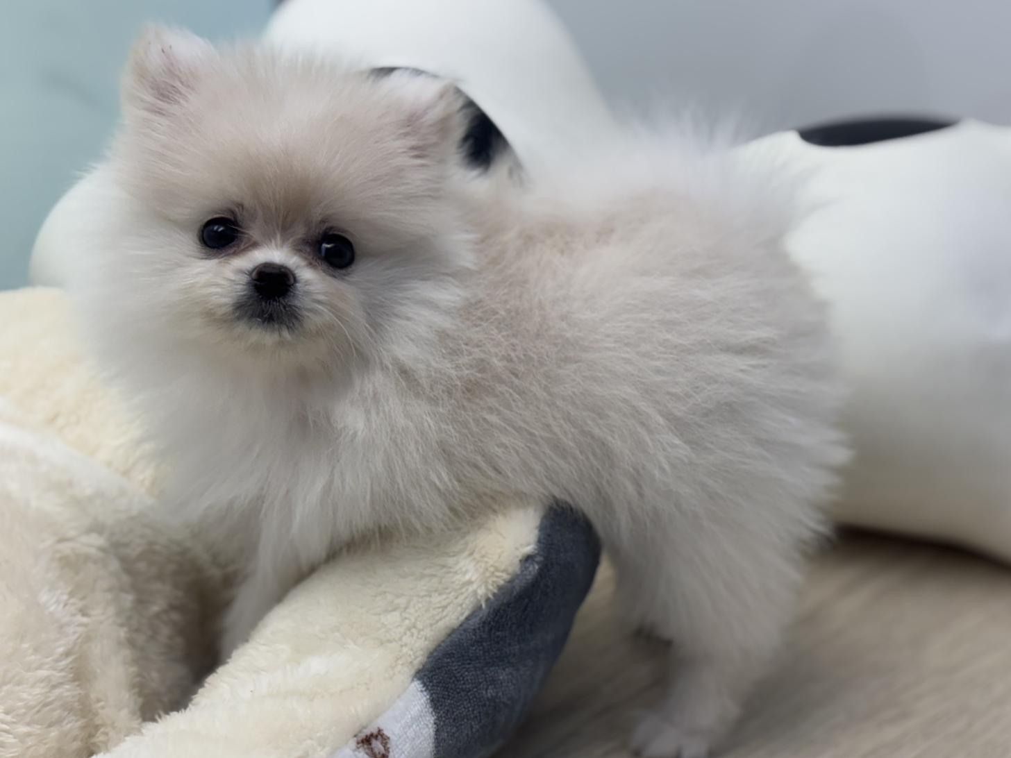 神奈川県のポメラニアン (Doggy Style 小田原店/2025年9月9日生まれ/女の子/クリーム)の子犬の4枚目の画像