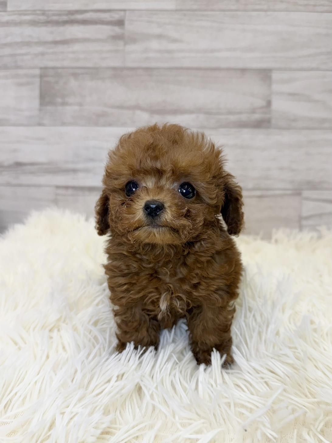 神奈川県のトイプードル(ティーカップ) (ペッツコンシェル川崎小田栄店/2026年2月14日生まれ/女の子/レッド)の子犬