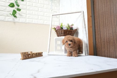 滋賀県のトイプードル(タイニー) (いっぷく湖南店/2025年9月22日生まれ/女の子/レッドフォーン)の子犬の1枚目の画像