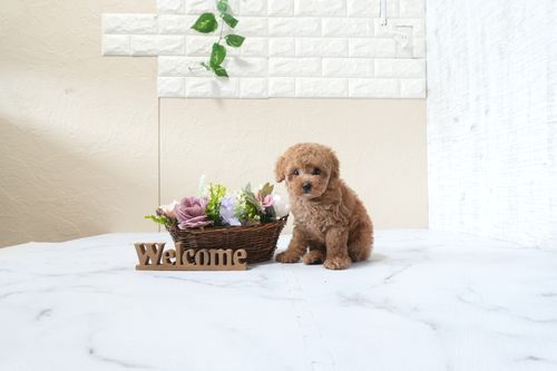 滋賀県のトイプードル(タイニー) (いっぷく湖南店/2025年9月22日生まれ/女の子/レッドフォーン)の子犬の2枚目の画像