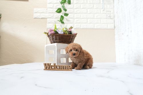 滋賀県のトイプードル(タイニー) (いっぷく湖南店/2025年9月22日生まれ/女の子/レッドフォーン)の子犬の3枚目の画像