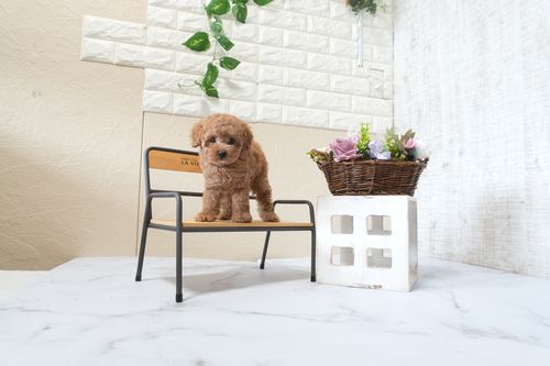 滋賀県のトイプードル(タイニー) (いっぷく湖南店/2025年9月22日生まれ/女の子/レッドフォーン)の子犬の4枚目の画像