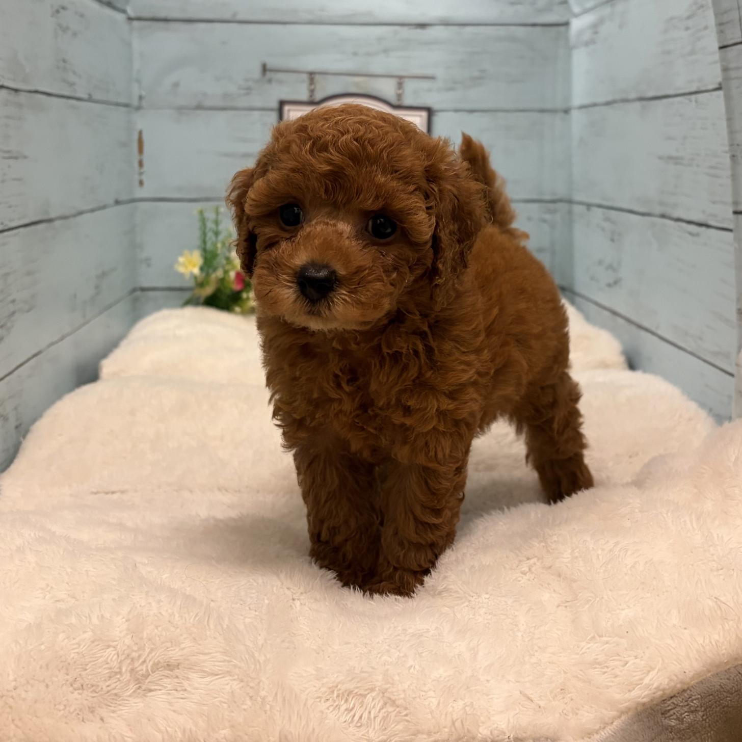 岐阜県のトイプードル(トイ) (ディスワン高山店/2026年8月18日生まれ/女の子/レッド)の子犬の1枚目の画像