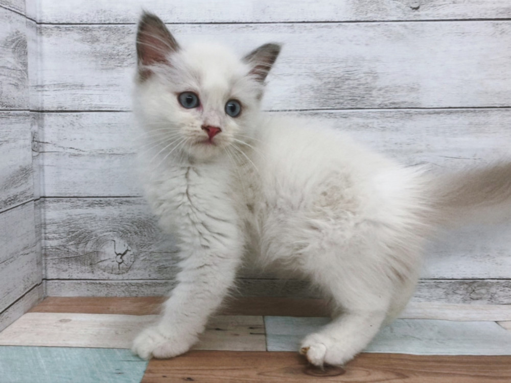 新潟県のラグドール (竹内ペット 白根店/2026年5月11日生まれ/女の子/ブルーポイント)の子猫の3枚目の画像