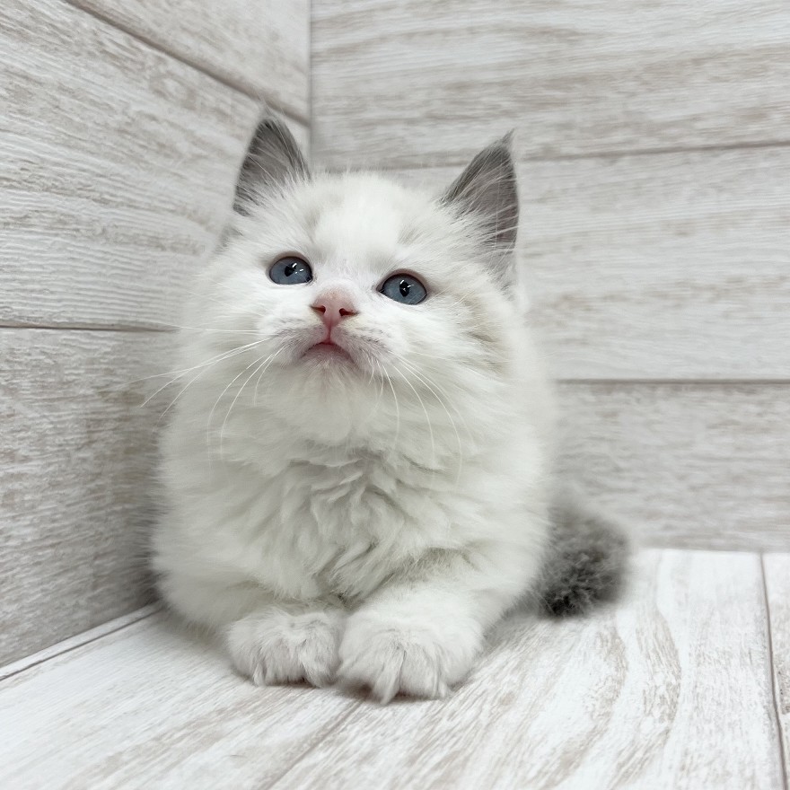 千葉県のラグドール (ペピカファミリー松戸店/2025年11月8日生まれ/女の子/ブルーポイントバイカラー)の子猫の4枚目の画像