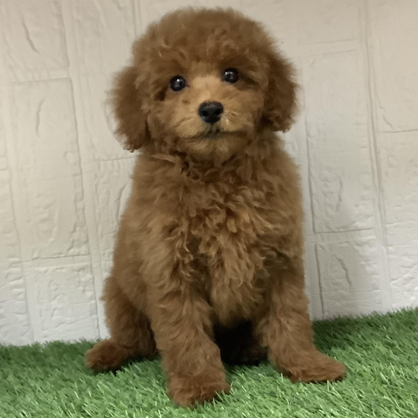 福岡県のトイプードル(トイ) (ドッグズホーム旗崎店/2025年12月22日生まれ/男の子/レッド)の子犬