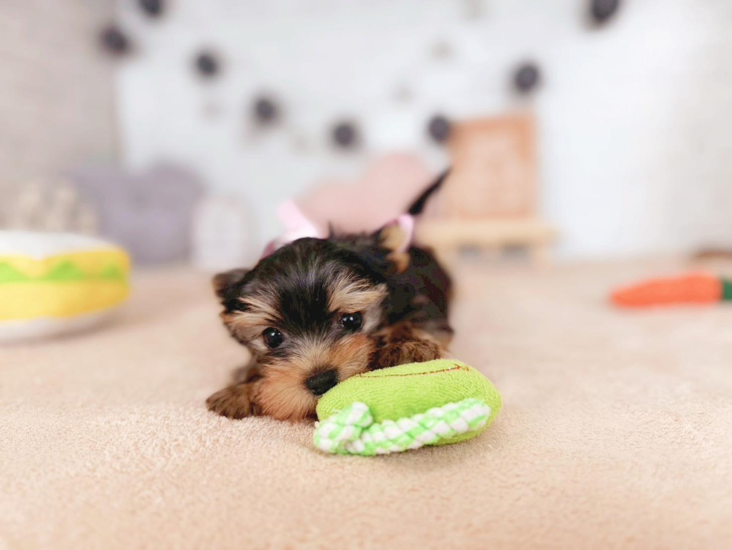 北海道のヨークシャーテリア (ペットショップだんぼ/2025年10月22日生まれ/男の子/スチールブルータン)の子犬の4枚目の画像