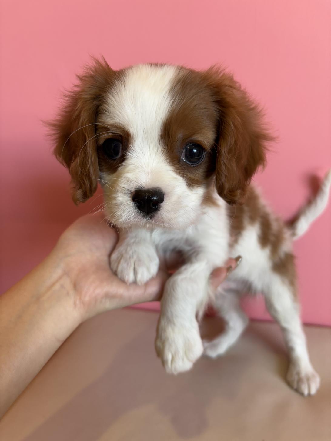 埼玉県のキャバリアキングチャールズスパニエル (ペッツスマイル南中野店/2025年12月9日生まれ/男の子/ブレンハイム)の子犬の1枚目の画像