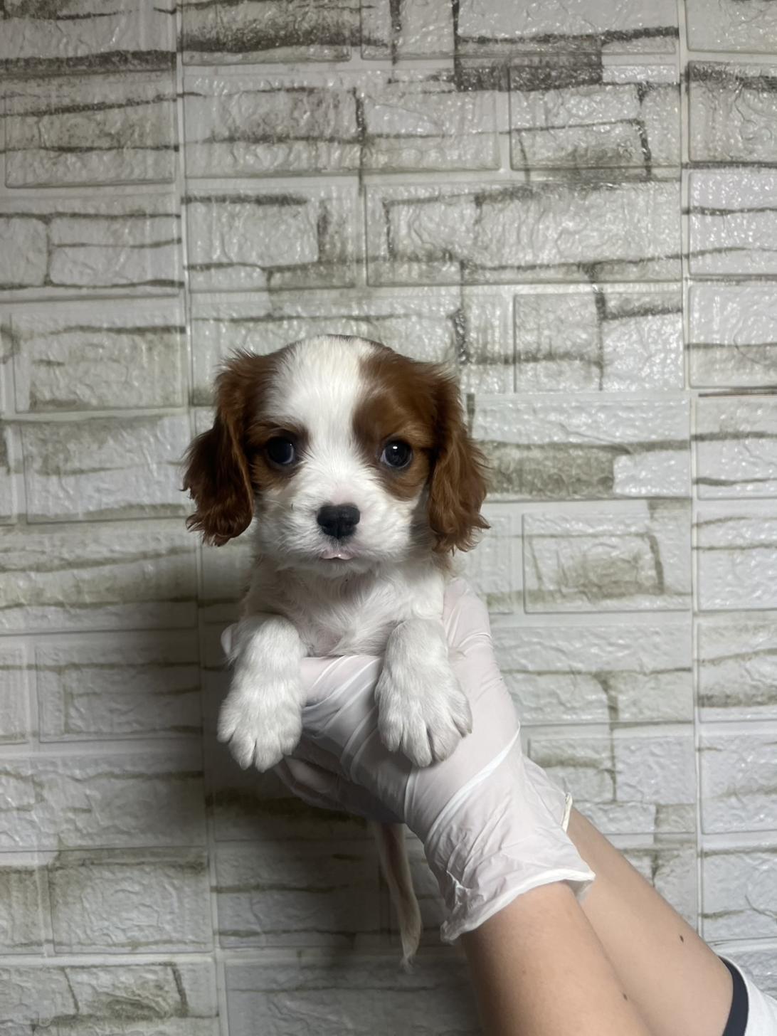 埼玉県のキャバリアキングチャールズスパニエル (ペッツスマイル南中野店/2025年12月9日生まれ/男の子/ブレンハイム)の子犬の1枚目の画像