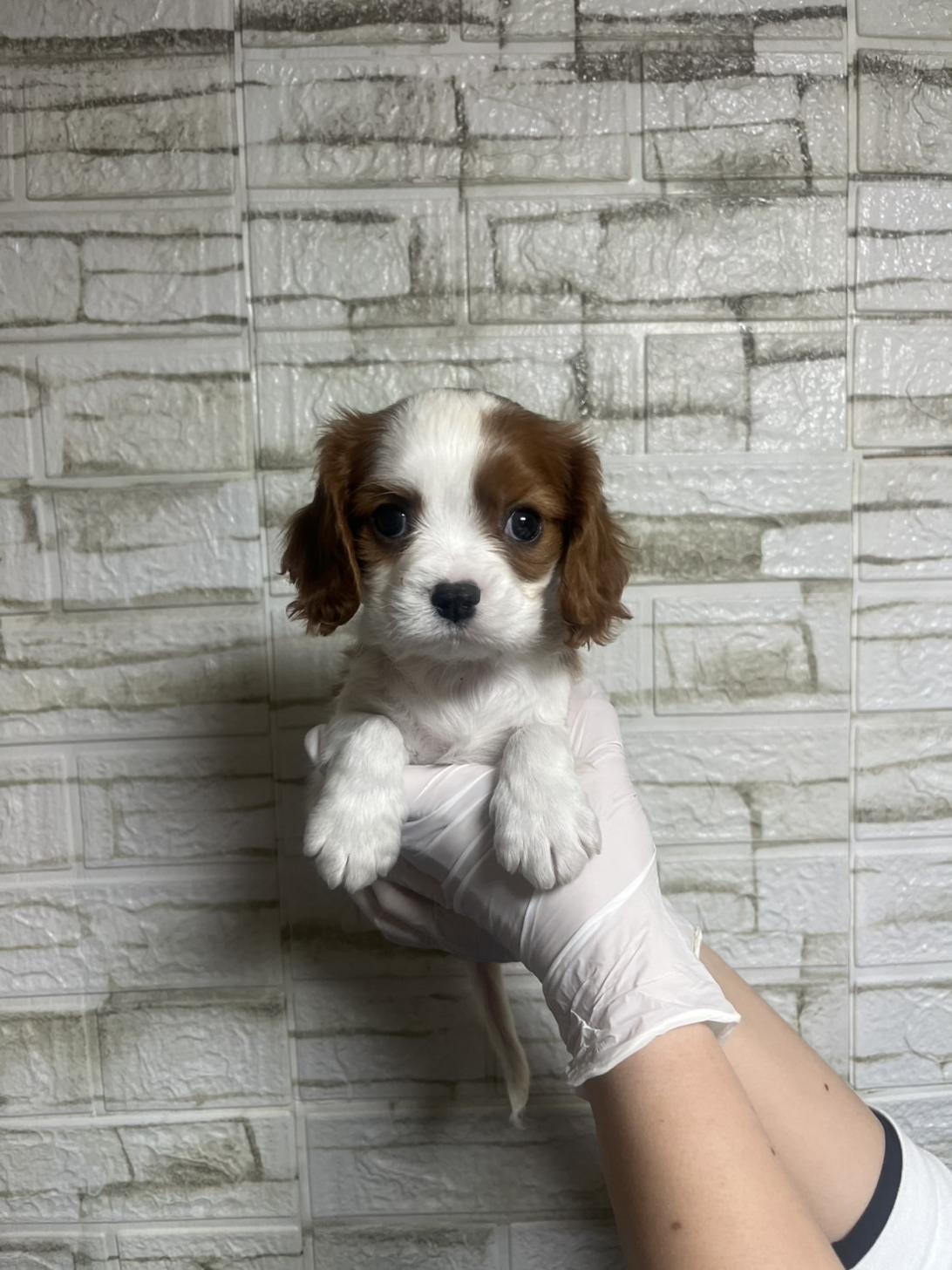 埼玉県のキャバリアキングチャールズスパニエル (ペッツスマイル南中野店/2025年12月9日生まれ/男の子/ブレンハイム)の子犬の2枚目の画像