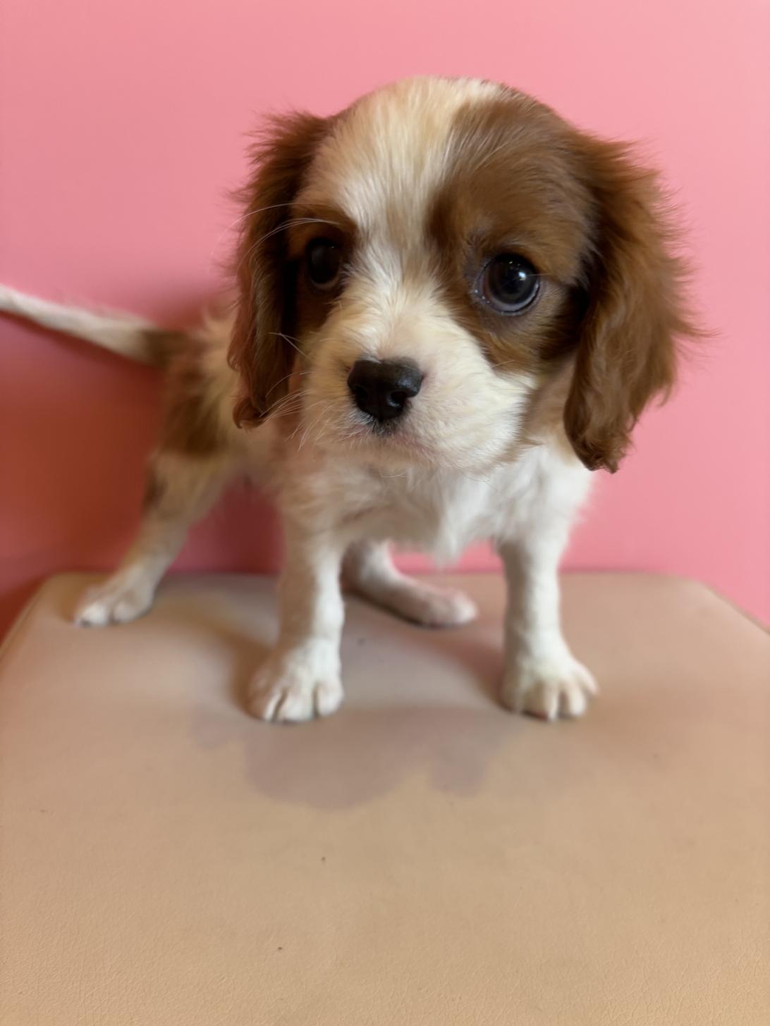 埼玉県のキャバリアキングチャールズスパニエル (ペッツスマイル南中野店/2025年12月9日生まれ/男の子/ブレンハイム)の子犬の2枚目の画像