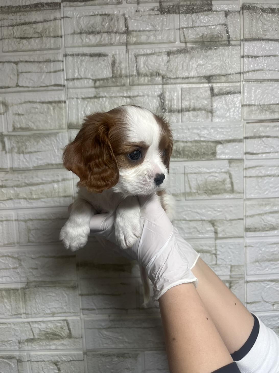 埼玉県のキャバリアキングチャールズスパニエル (ペッツスマイル南中野店/2025年12月9日生まれ/男の子/ブレンハイム)の子犬の3枚目の画像