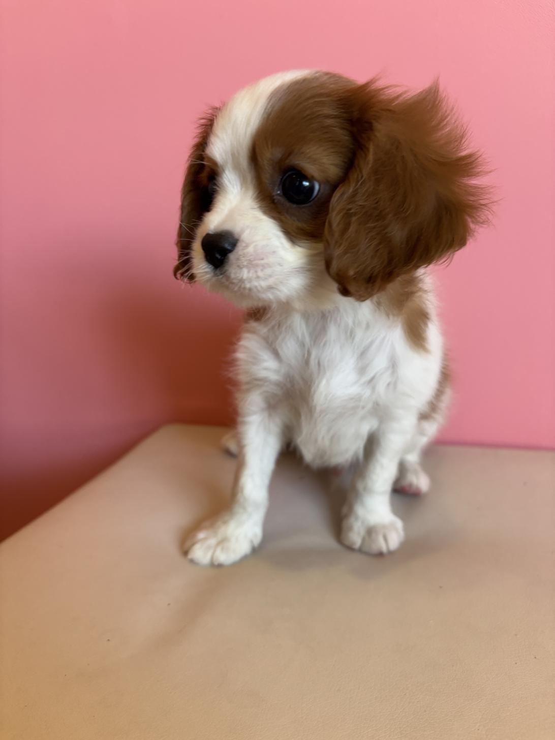 埼玉県のキャバリアキングチャールズスパニエル (ペッツスマイル南中野店/2025年12月9日生まれ/男の子/ブレンハイム)の子犬の3枚目の画像