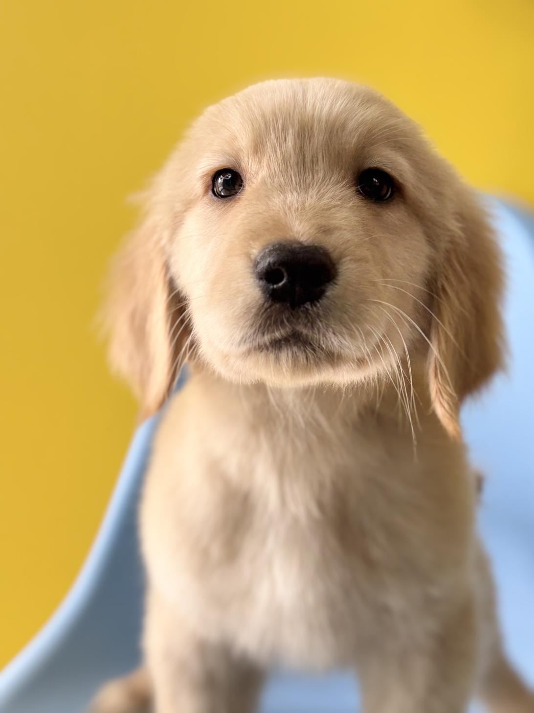 埼玉県のゴールデンレトリバー (ペッツスマイル加須インター店/2025年11月20日生まれ/男の子/ゴールデン)の子犬の1枚目の画像