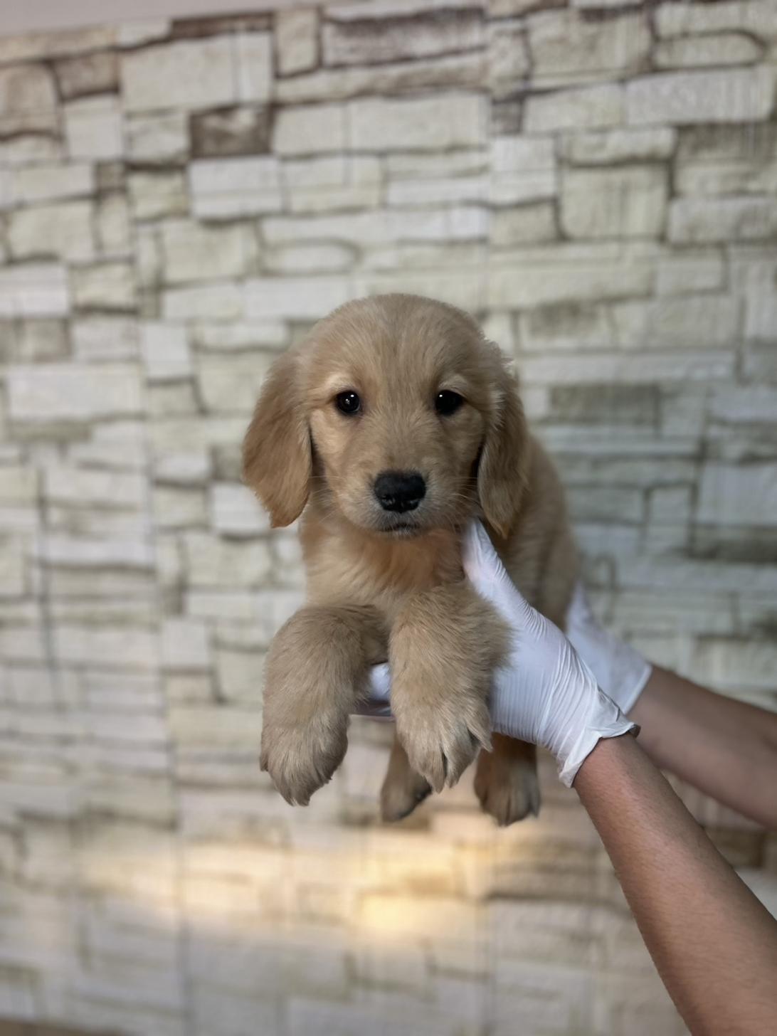 埼玉県のゴールデンレトリバー (ペッツスマイル加須インター店/2025年11月20日生まれ/男の子/ゴールデン)の子犬の1枚目の画像