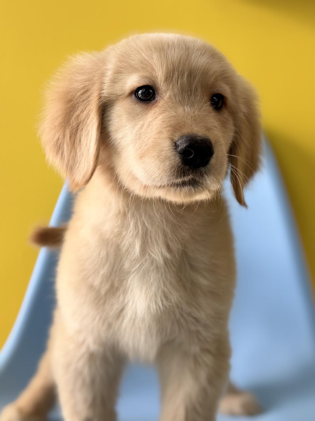 埼玉県のゴールデンレトリバー (ペッツスマイル加須インター店/2025年11月20日生まれ/男の子/ゴールデン)の子犬の2枚目の画像