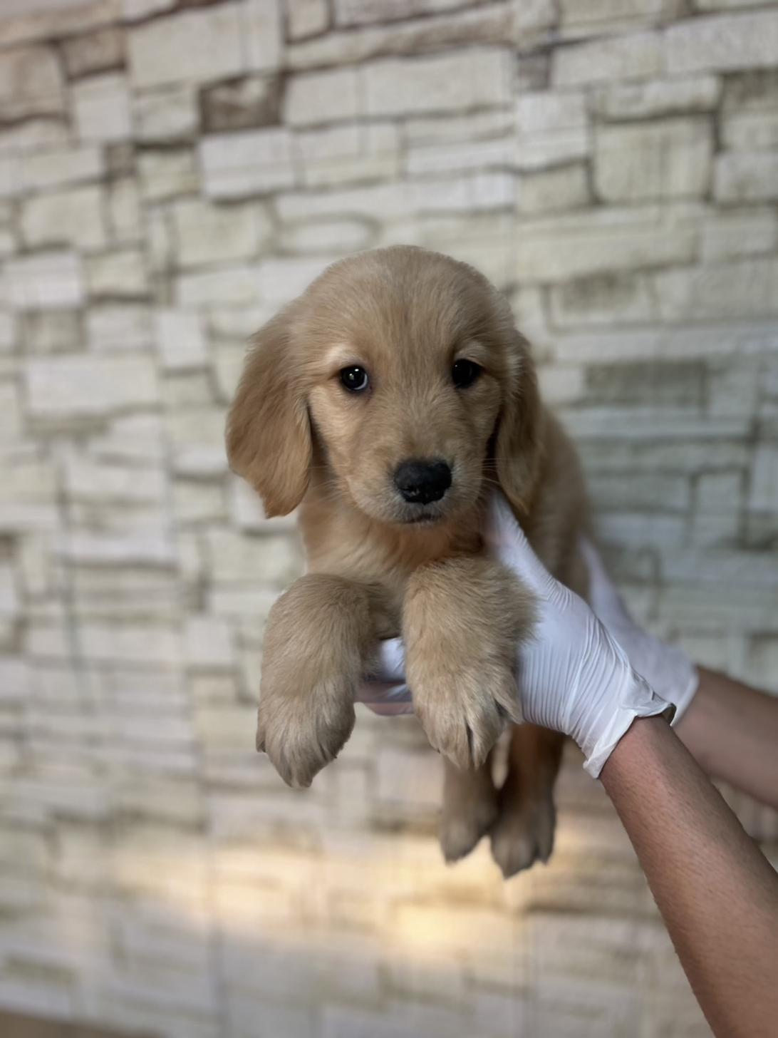 埼玉県のゴールデンレトリバー (ペッツスマイル加須インター店/2025年11月20日生まれ/男の子/ゴールデン)の子犬の2枚目の画像