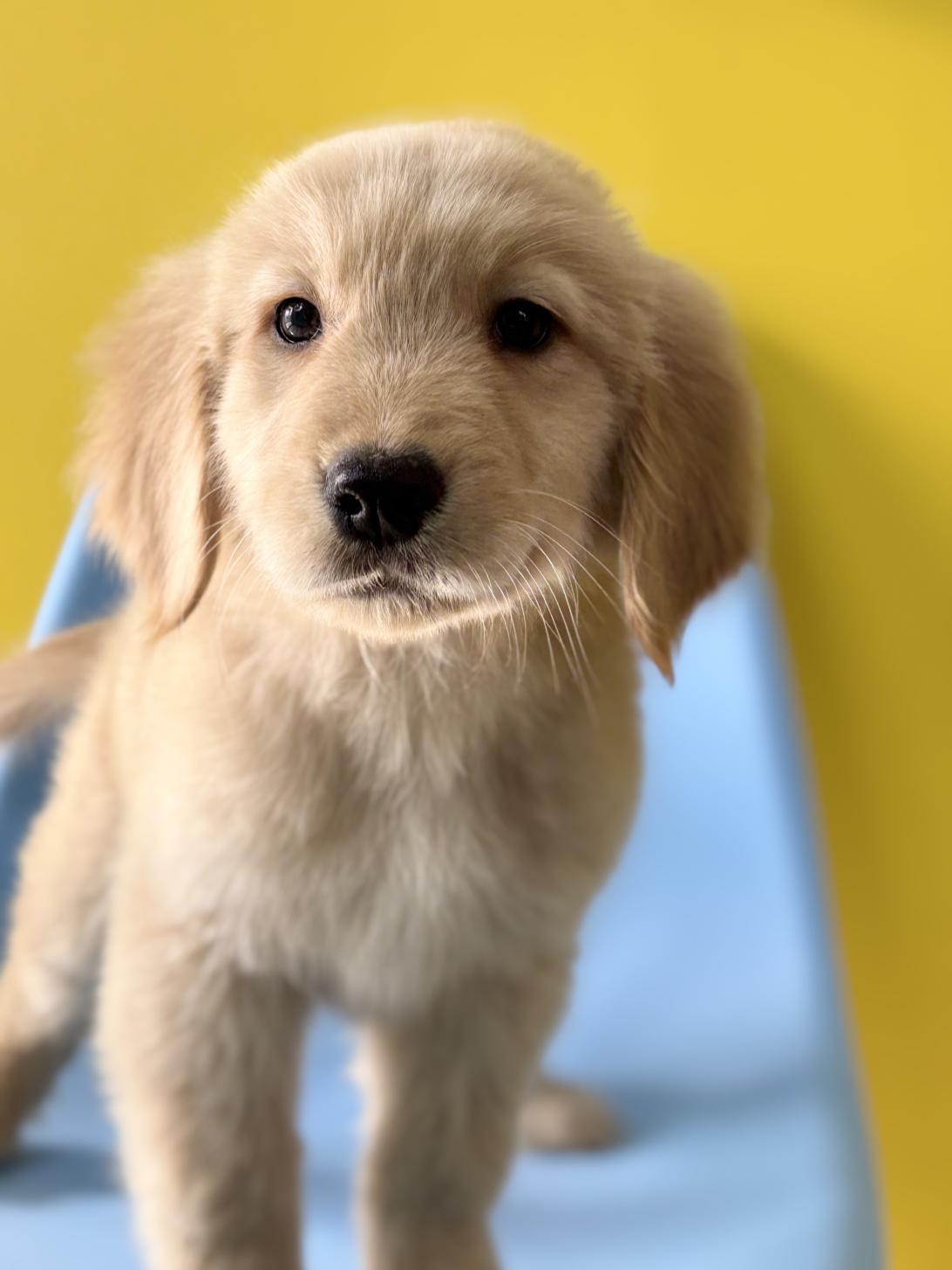 埼玉県のゴールデンレトリバー (ペッツスマイル加須インター店/2025年11月20日生まれ/男の子/ゴールデン)の子犬の3枚目の画像