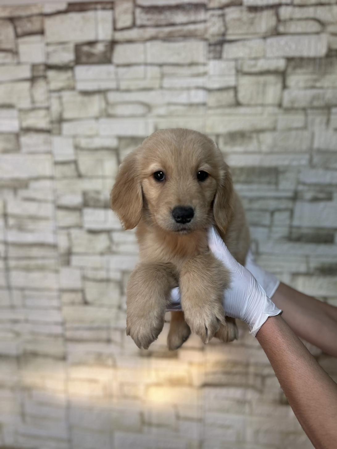 埼玉県のゴールデンレトリバー (ペッツスマイル加須インター店/2025年11月20日生まれ/男の子/ゴールデン)の子犬の3枚目の画像