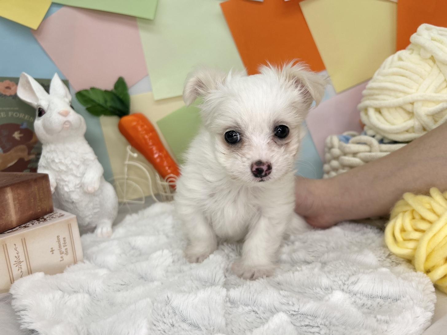 北海道のチワマル/マルチワ(チワワ×マルチーズ) (ラブワンコ カインズ大曲店/2026年2月4日生まれ/男の子/クリーム)の子犬