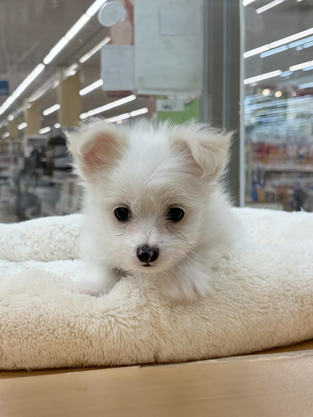 北海道のチワマル/マルチワ(チワワ×マルチーズ) (ラブワンコ カインズ大曲店/2026年2月4日生まれ/男の子/クリーム)の子犬