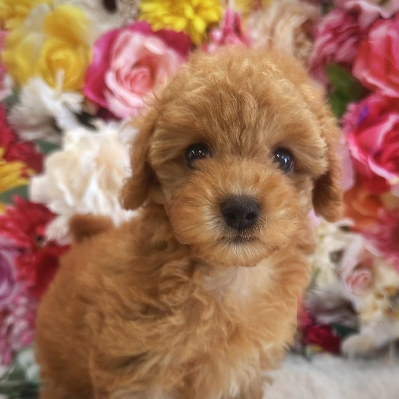 福岡県のトイプードル(トイ) (スタードッグス大牟田店/2026年5月12日生まれ/女の子/レッド)の子犬