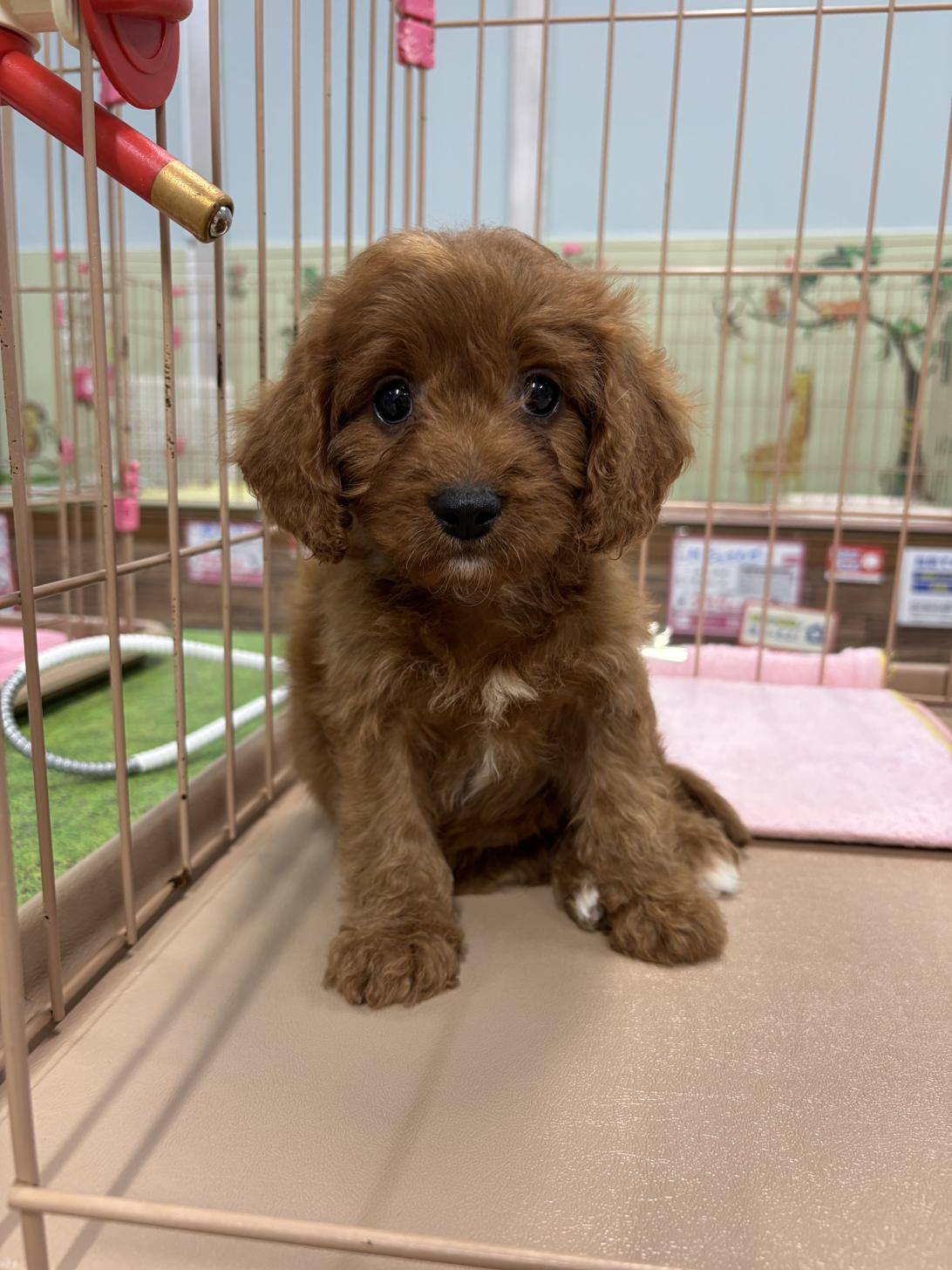 愛知県のキャバプー(キャバリア×プードル) (子いぬの足あと/2025年11月2日生まれ/女の子/茶)の子犬