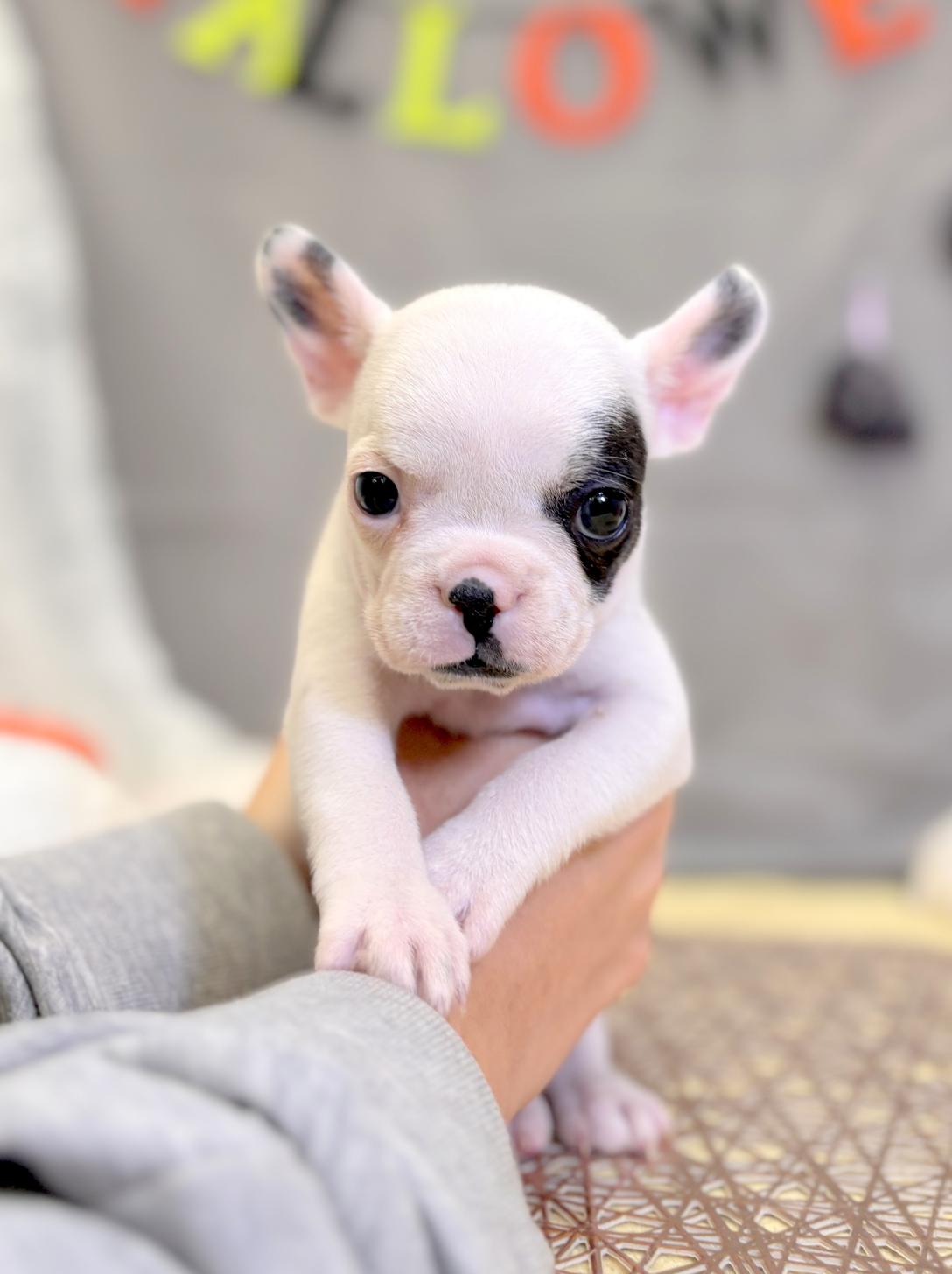 北海道のフレンチブルドッグ (ラブワンコ平岸店/2025年8月20日生まれ/女の子/パイド)の子犬