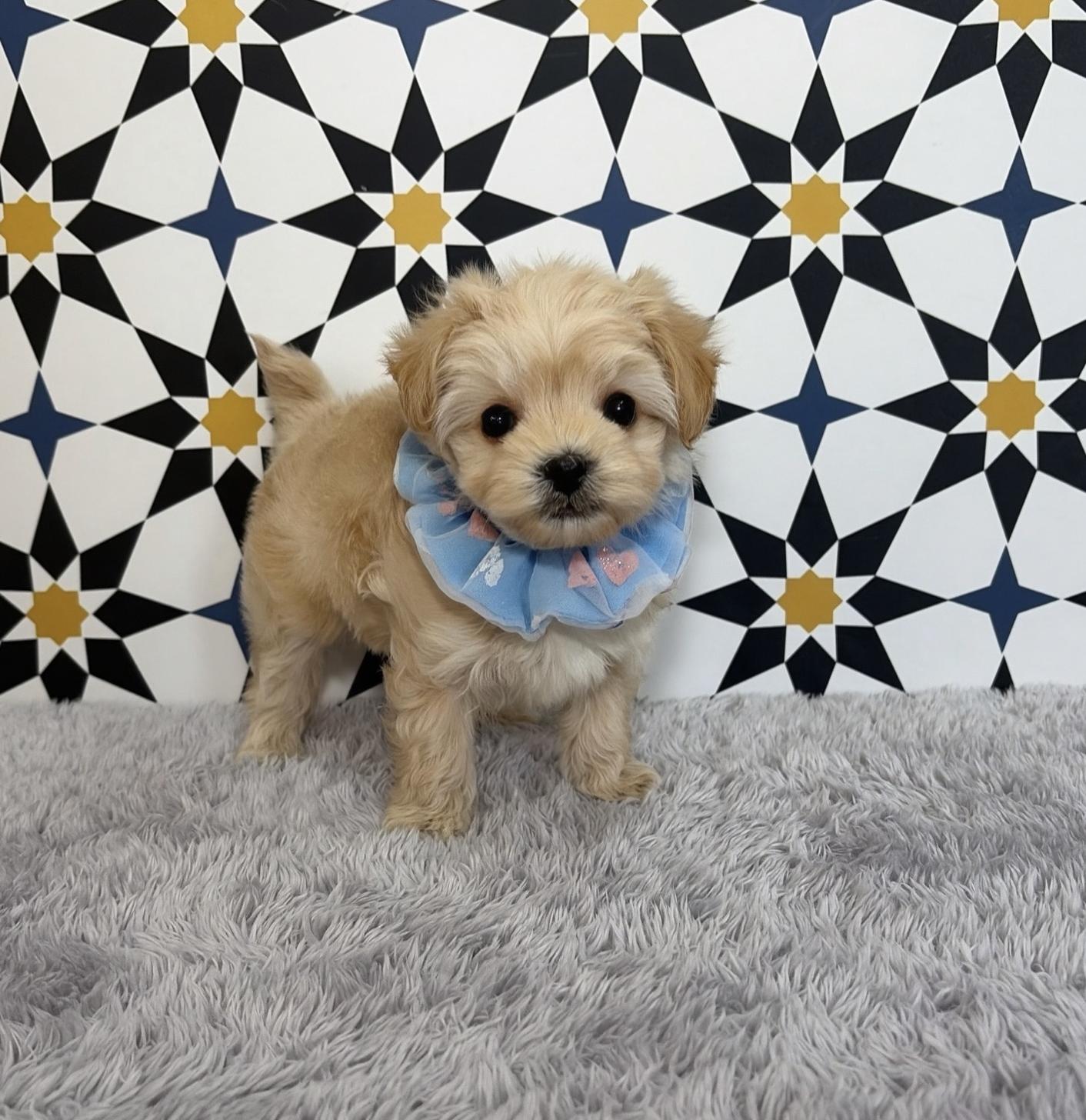 福岡県のマルプー(マルチーズ×プードル) (ぱぴぷぺっと福岡店/2025年10月24日生まれ/男の子/クリーム)の子犬の1枚目の画像