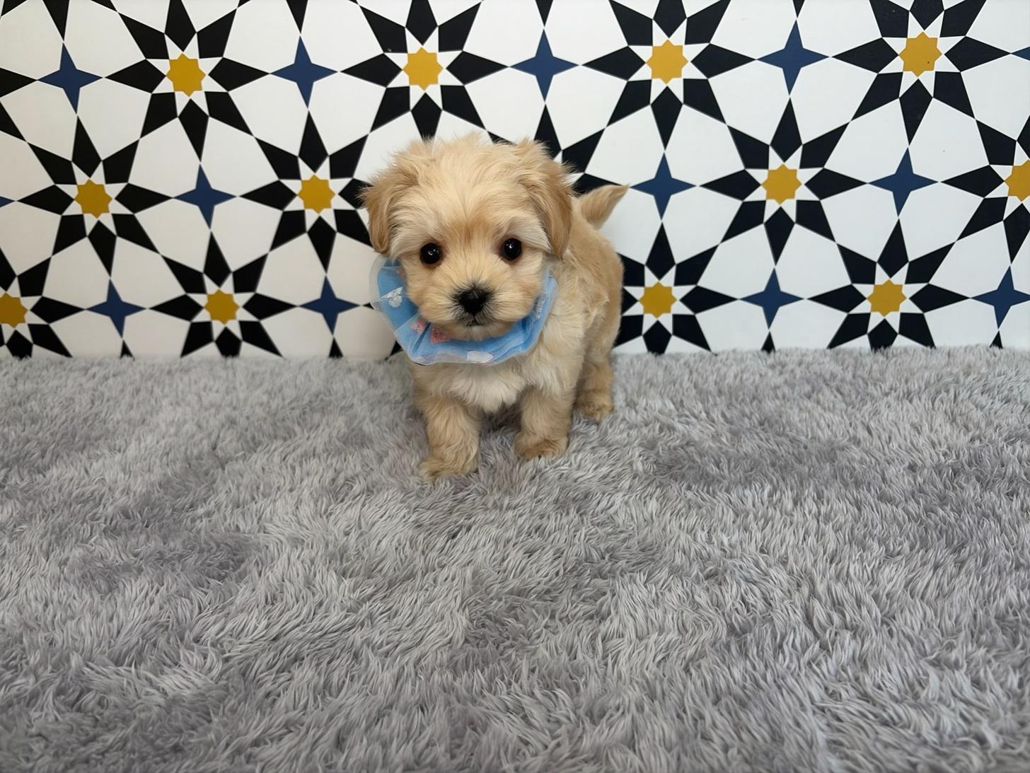 福岡県のマルプー(マルチーズ×プードル) (ぱぴぷぺっと福岡店/2025年10月24日生まれ/男の子/クリーム)の子犬の2枚目の画像